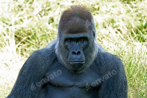 Preview: Western lowland gorilla (Gorilla gorilla gorilla)