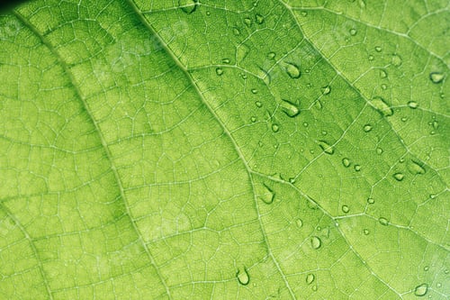 Preview: macro texture of green leaf with water drops
