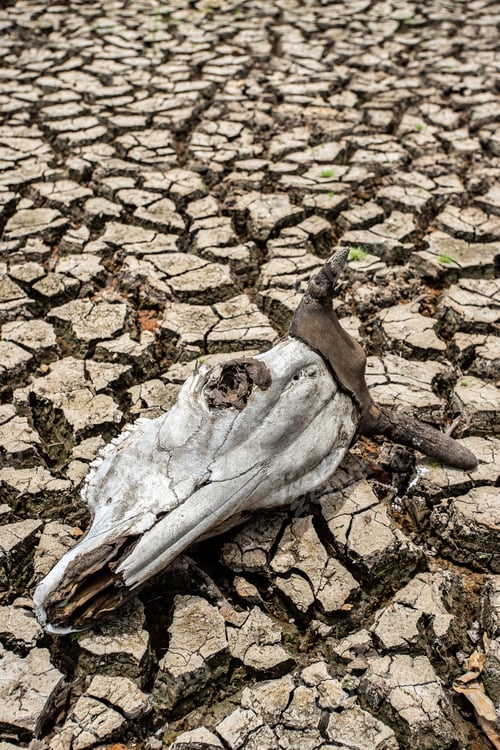 Preview: Cracked dry land without wate