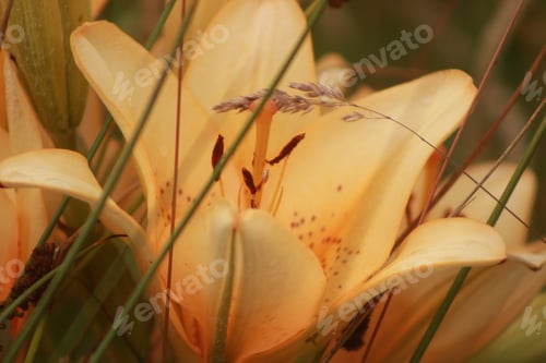 Preview: Close up of beautiful day lilies
