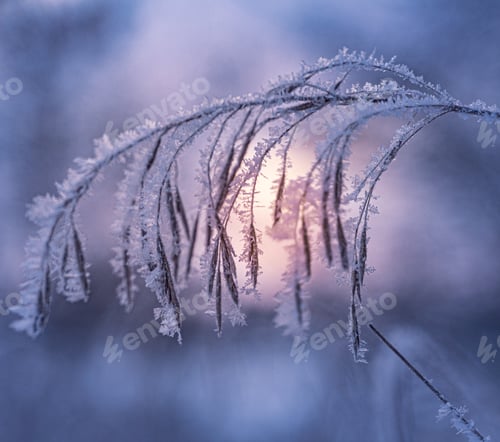 Preview: Closeup shot of a frozen grass covered in white snow in winter
