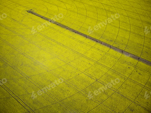 Preview: Center pivot irrigation system on a yellow rapeseed field aerial view