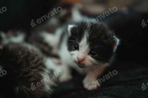 Preview: Closeup shot of a cute baby kitten