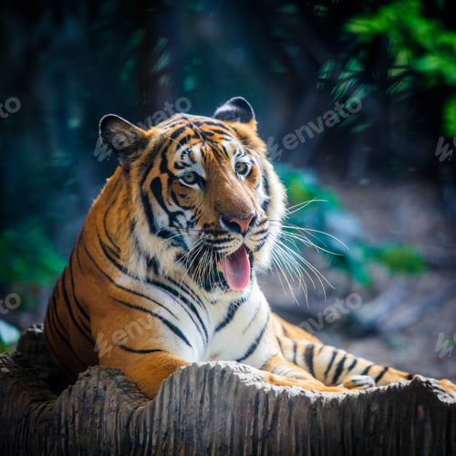 Preview: Tiger, portrait of a bengal tiger. A tiger sitting in a zoo.