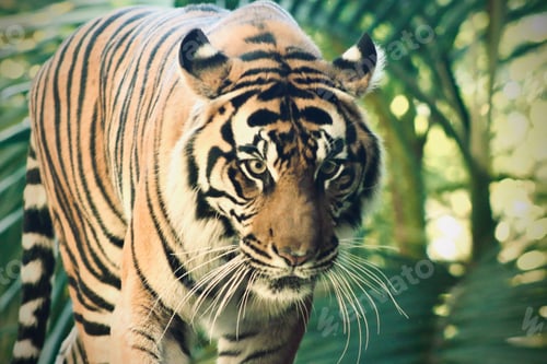 Preview: Tiger in jungle