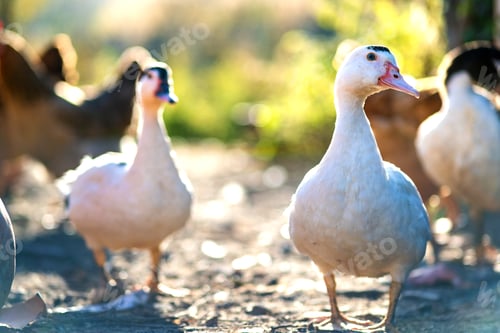 Preview: Ducks feed on traditional rural barnyard. Detail of a duck head