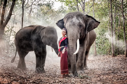 Preview: Elephant and woman in Thailand