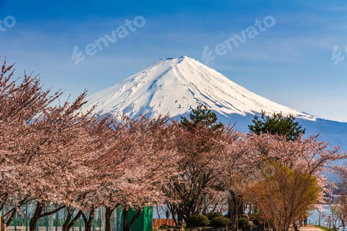 Preview: Sakura with mount Fuji and lake at the background, cherry blossom