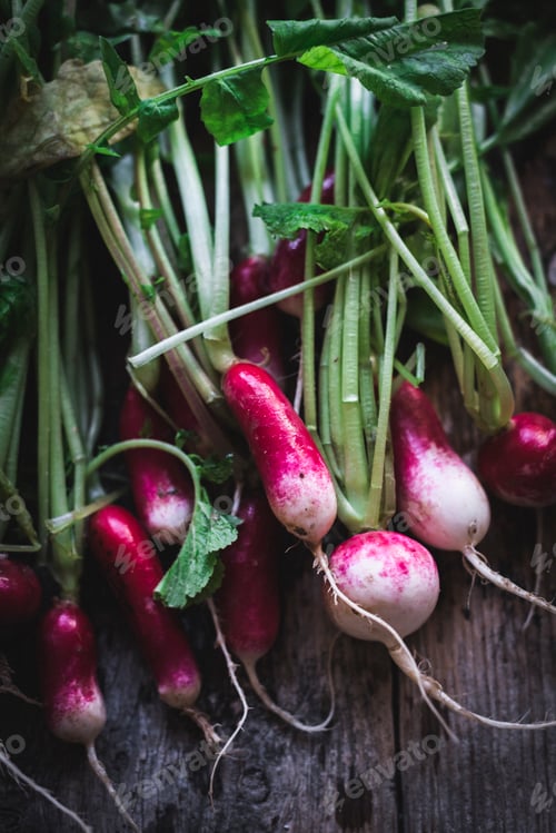 Preview: Bunch of fresh radish with foliage