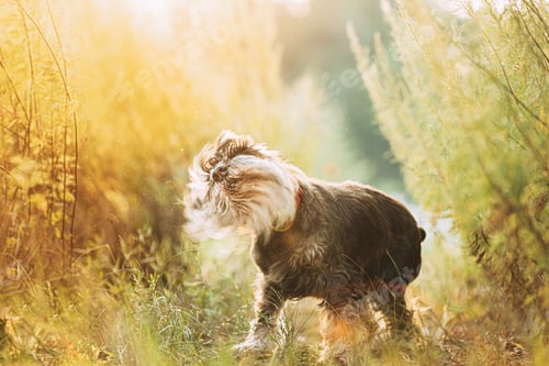 Preview: Miniature Schnauzer Dog Or Zwergschnauzer Funny Sitting Outdoor In Green Summer Meadow Grass With
