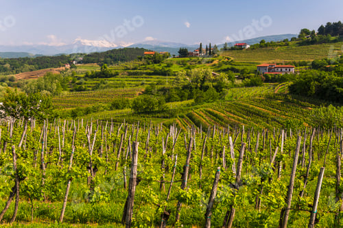 Preview: Goriska Brda vineyard countryside with mountains in the background, Goriska Brda (Gorizia Hills), Sl
