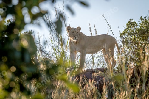 Preview: Lioness standing on a rock in Chobe.