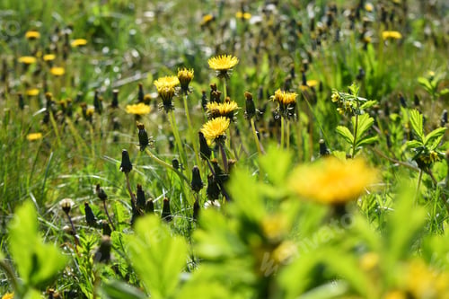 Preview: Dandelions and hay fever and allergies. Allergy season