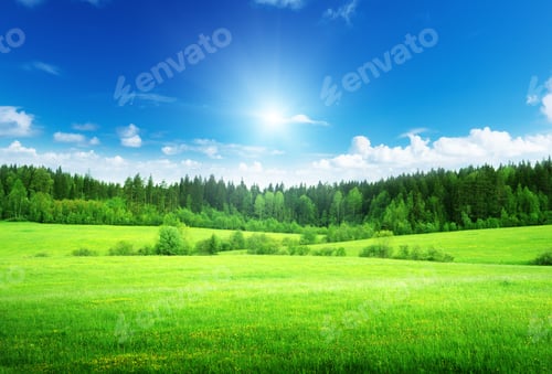 Preview: Field And Forest In Spring Time