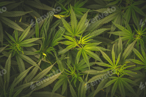 Preview: Full frame of marijuana plant leafs, natural background