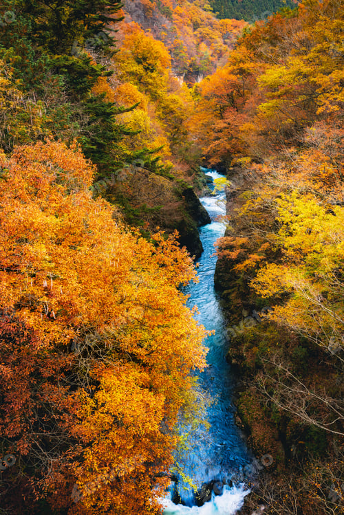 Preview: Vibrant autumn forest with blue river