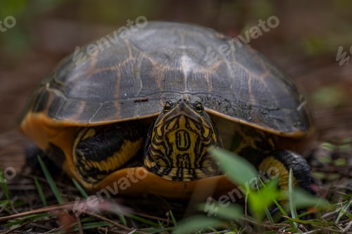 Preview: Pond slider turtle hidden amidst foliage