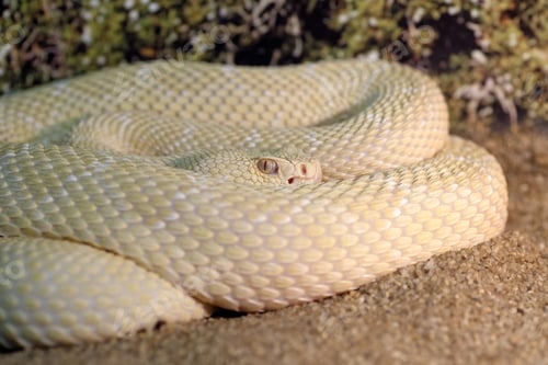 Preview: White western diamondback rattlesnake