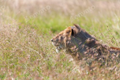 Preview: Young lioness on savanna grass background