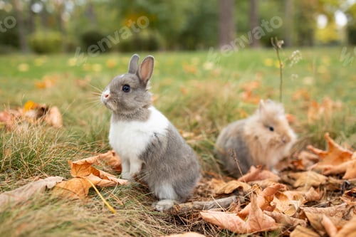 Preview: Little funny grey rabbit sitting in leaves in autumn. Cute decorative rabbit in autumn leaves. Anima