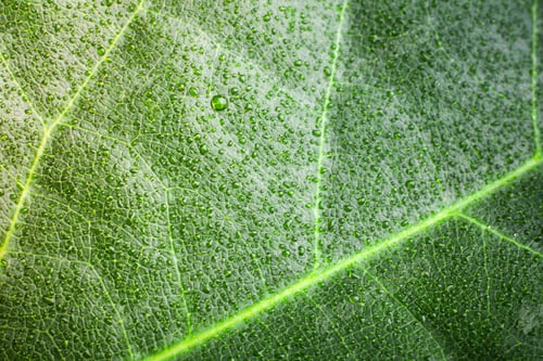 Preview: green leaf