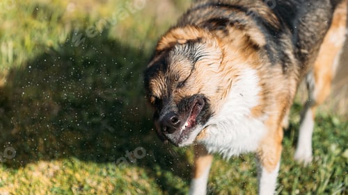 Preview: Dog Shaking Off Water. Wet Mixed Breed Dog. Dog Shakes Off Drops Of Water After Swimming In Summer