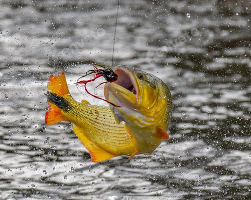 Preview: Golden dorado fish leaping to catch fishing lure in a river in Argentina