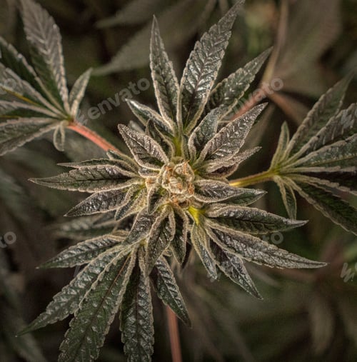 Preview: Close up of cannabis plant and leaves, Cannabaceae, being grown commercially.