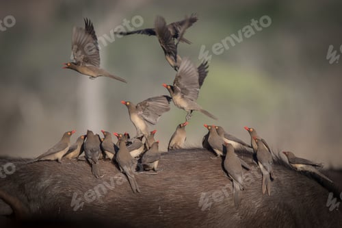 Preview: Red billed oxpeckers, Buphagus erythrorhynchus, flock
