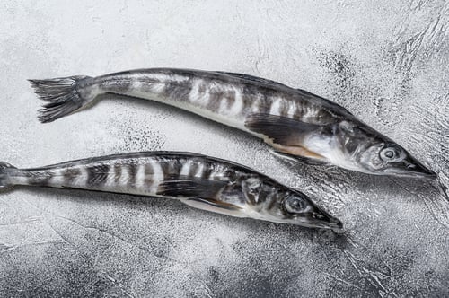Preview: Raw icefish on a kitchen table. White background. Top view