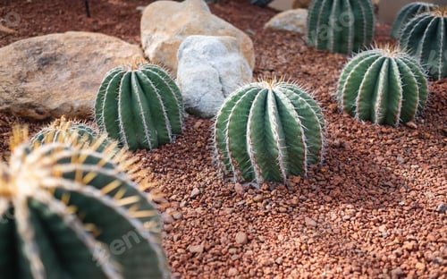 Preview: Gymnocalycium horstii in botanic garden