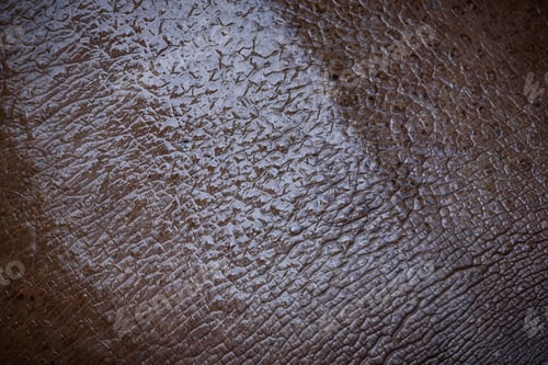 Preview: Hippo skin texture background, Hippopotamus