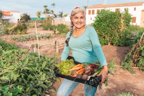 Preview: Senior woman smiling while holding freshly harvested organic vegetables in a community garden