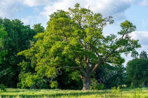 Preview: Ancient English oak tree