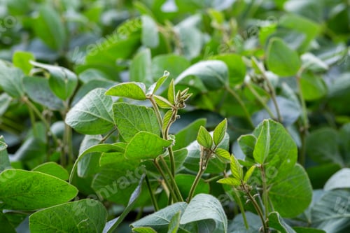 Preview: Young soybean plants with flowers on soybean cultivated field