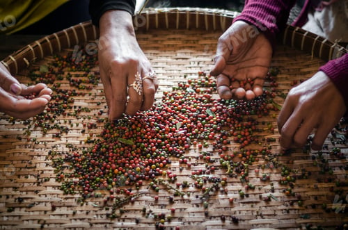 Preview: farm workers sorting fresh pepper peppercorns in kampot cambodia