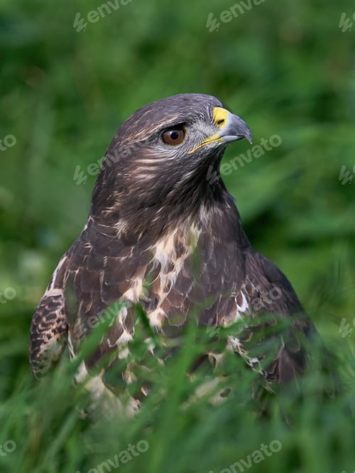 Preview: Common buzzard (Buteo buteo)