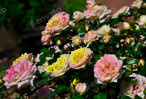 Preview: Beautiful 'Music Box' shrub rose bush with vibrant roses blooming in the late summer garden