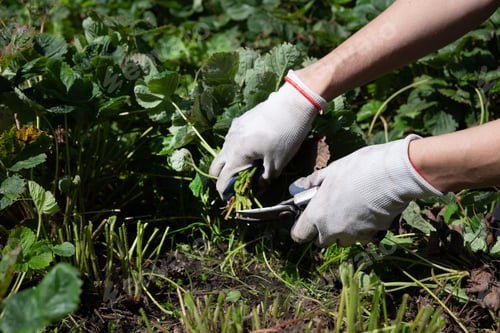 Preview: Gardener using scissors to trim weeds in a vibrant green garden during sunny daylight
