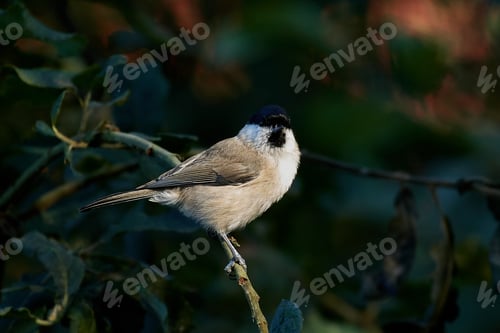 Preview: Marsh tit (Poecile palustris)