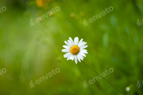 Preview: Green bokeh nature texture background