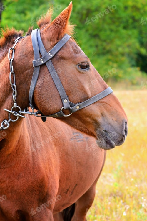 Preview: Portrait. Horse head close up on nature background