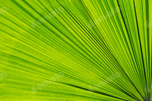 Preview: Green palm tree leaf as a background