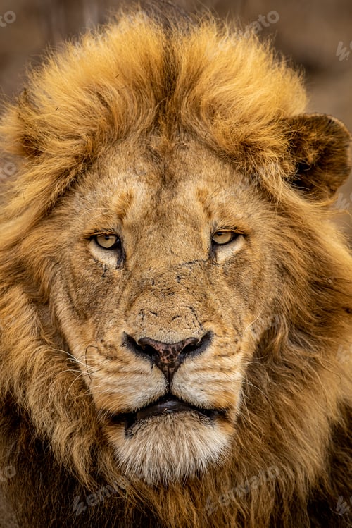 Preview: Close up of a beautiful male Lion's face.