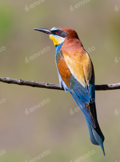 Preview: European bee-eater, merops apiaster. A bird sits on a beautiful branch on a blurry background