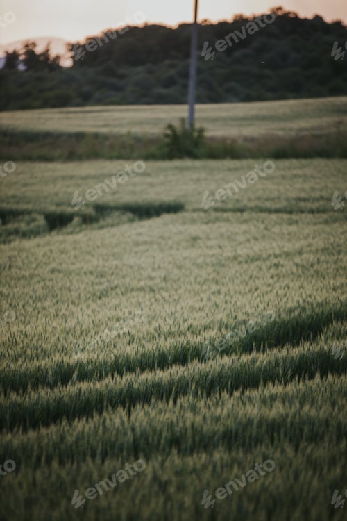 Preview: Vertical selective focus shot of a field of grass in the countryside during a sunset