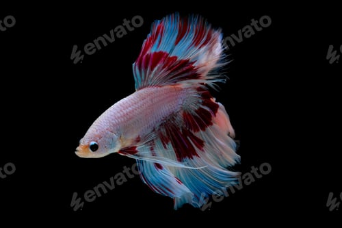 Preview: Colorful with main color of light pink, blue and red betta fish, Siamese fighting fish