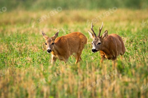 Preview: Couple of roe deer running on stubble field with green clover in rutting season
