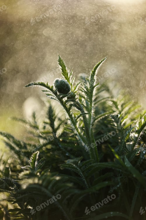 Preview: watering green the flowers in the garden on summer in light. rain spring day. Caring for flowers