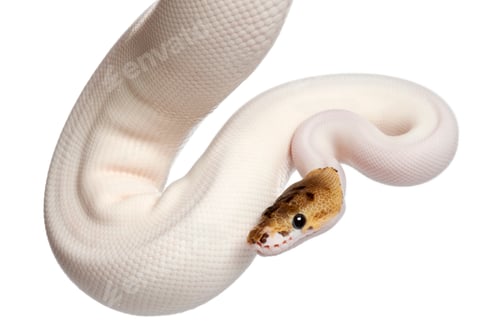 Preview: Female Pied Spider Royal python
